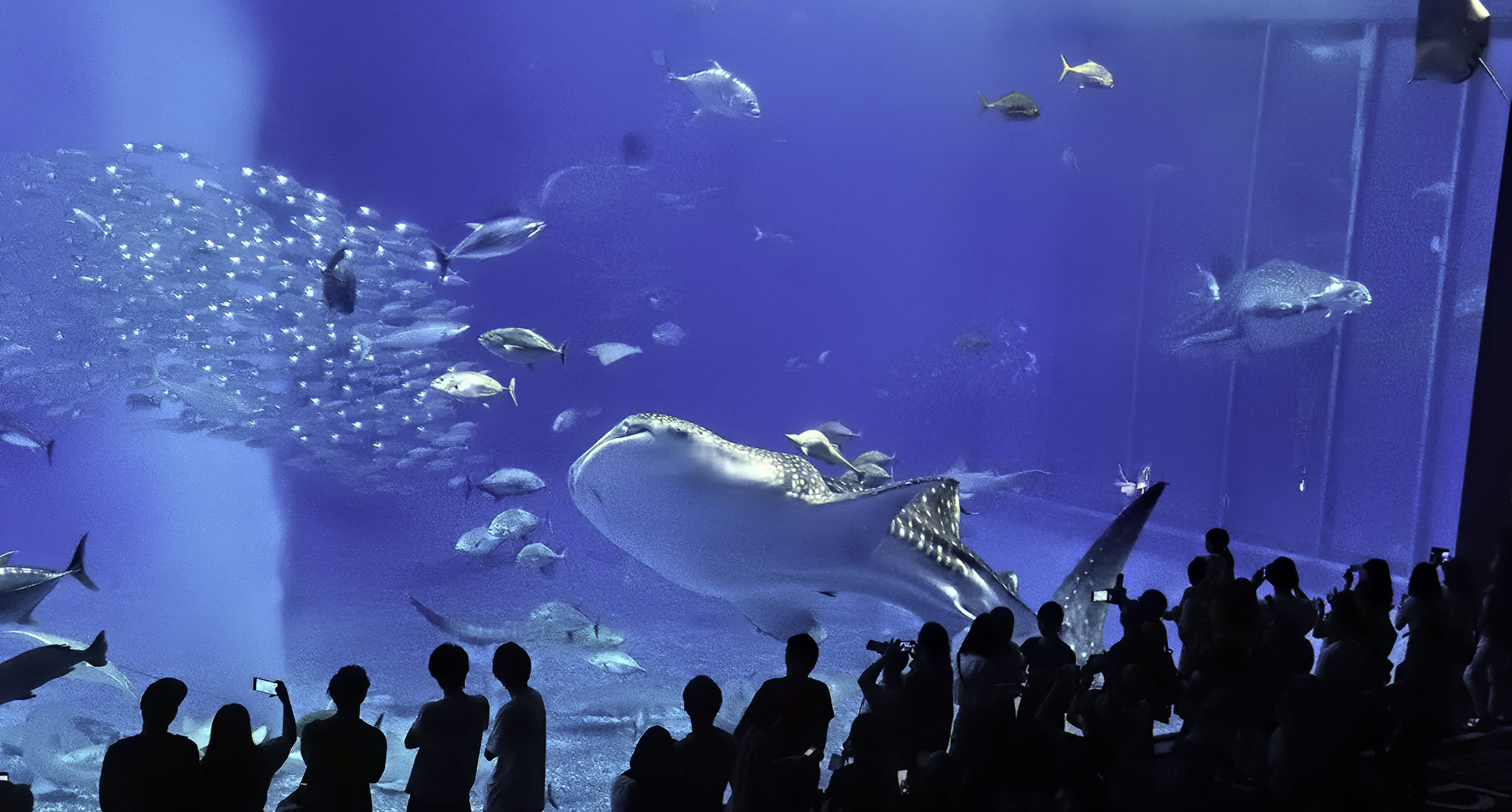 츄라우미 수족관（美ら海水族館）